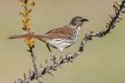 USA-South Texas Long-billed thrasher Art Print